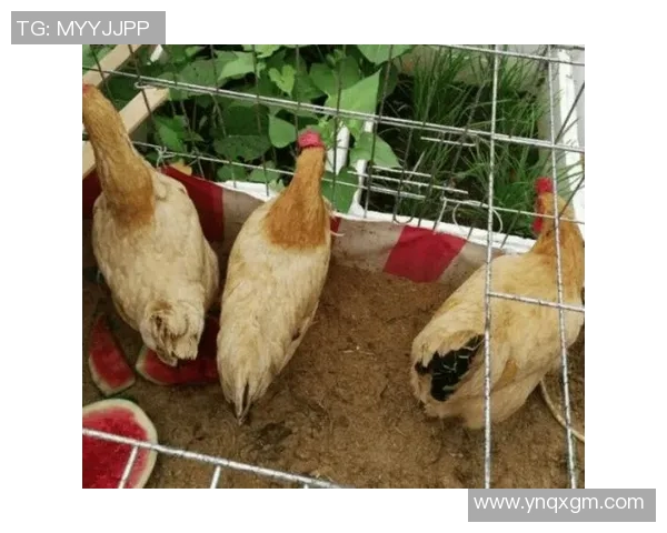 哪个足球明星在养鸡方面最具实力与成就揭秘 哪个足球明星在养鸡方面最具实力与成就揭秘